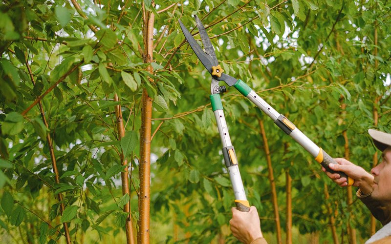Tree trimming in Pennsauken, NJ